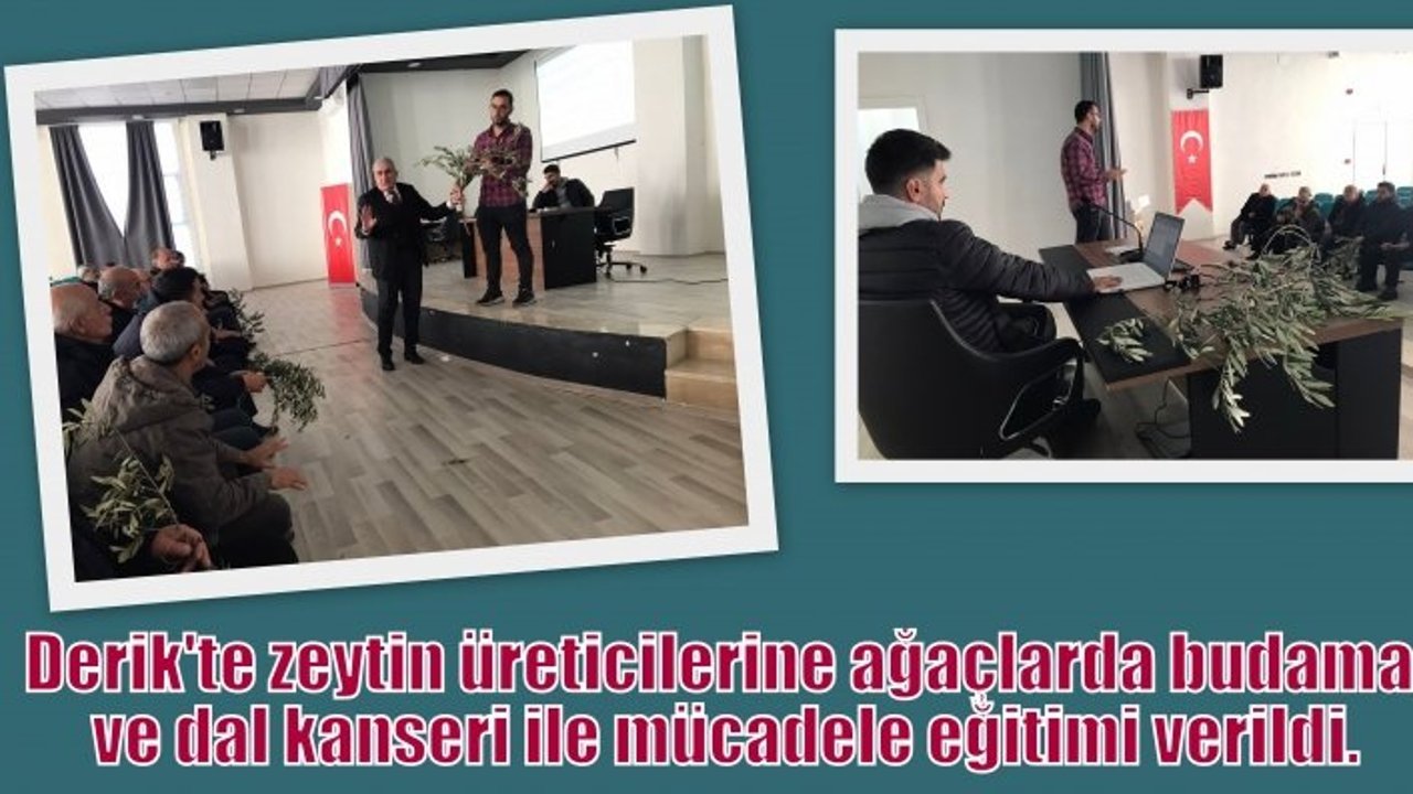 Derik'te zeytin üreticilerine ağaçlarda budama ve dal kanseri ile mücadele eğitimi verildi.