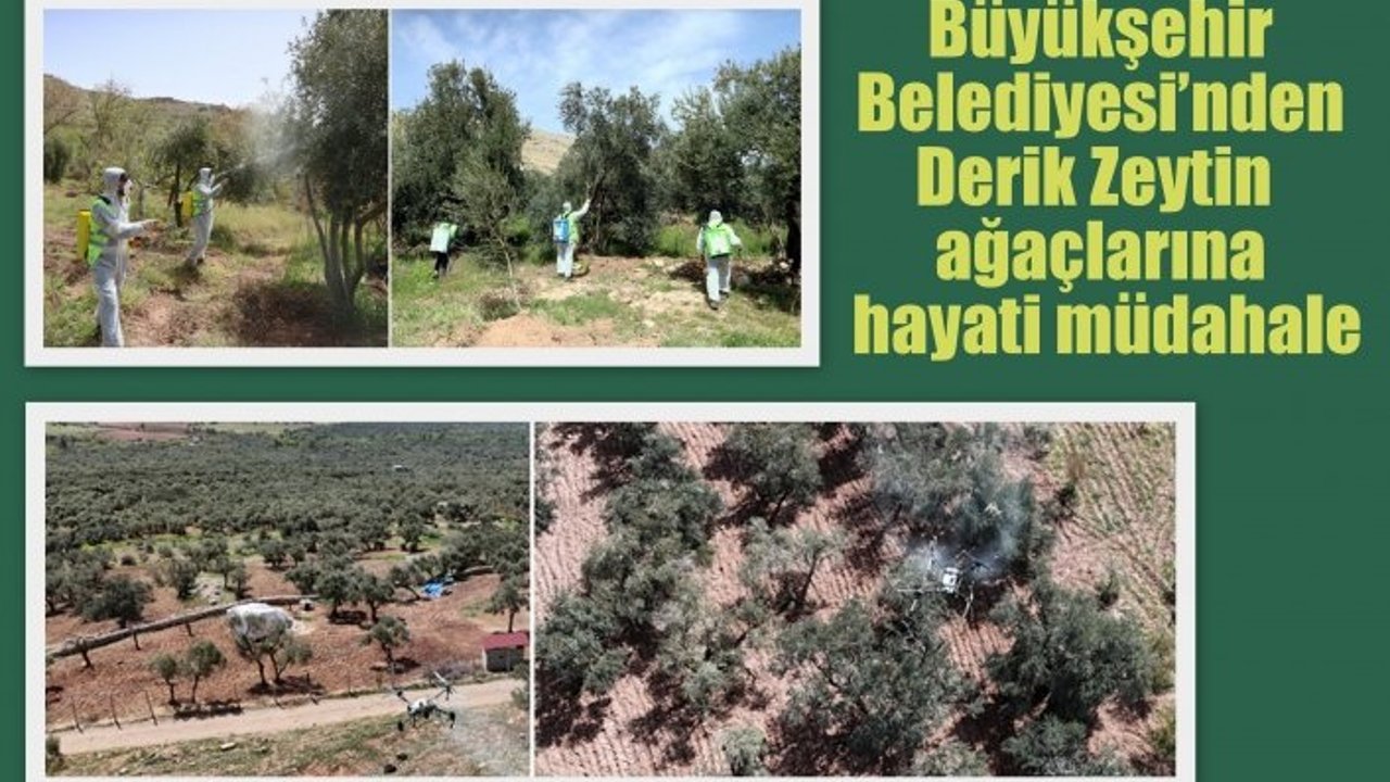 Büyükşehir Belediyesi’nden Derik Zeytin ağaçlarına hayati müdahale