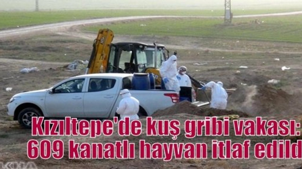 Kızıltepe'de kuş gribi vakası: 609 kanatlı hayvan itlaf edildi
