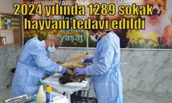 2024 yılında 1289 sokak hayvanı tedavi edildi
