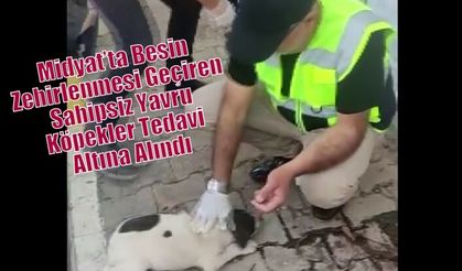Midyat’ta Besin Zehirlenmesi Geçiren Sahipsiz Yavru Köpekler Tedavi Altına Alındı