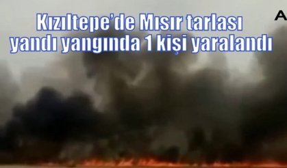 Kızıltepe’de Mısır tarlası yandı yangında 1 kişi yaralandı