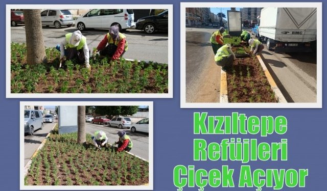 Kızıltepe Refüjleri Çiçek Açıyor