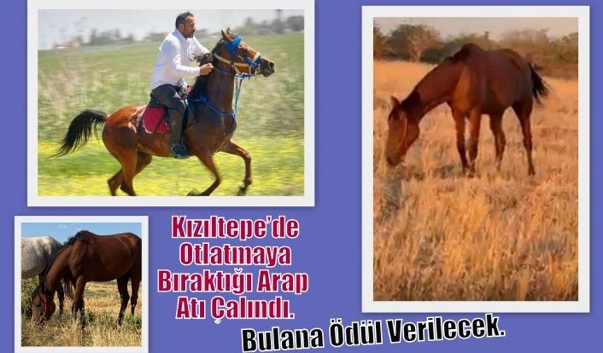 Kızıltepe’de Otlatmaya Bıraktığı Arap Atı Çalındı. Bulana Ödül Verilecek.